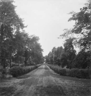 Allee : Blick entlang einer Straße durch Buea.