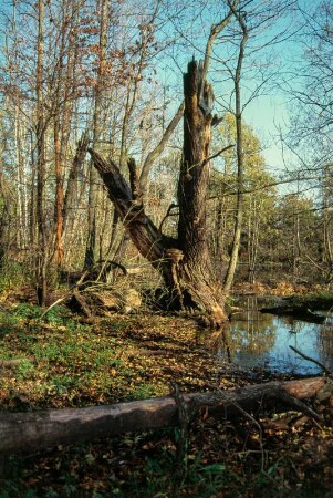 Ehemaliger Truppenübungplatz Königsbrück. Königsbrücker Heide, Brückenreste über die Pulsnitz in Richtung Ortslage Rohna