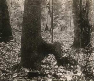Bialowieza. Entstehung von Stelzenbäumen, über gestürztem Stamm entstandener Stelzenbaum