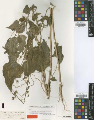 Lagunea abyssinica Hochst. ex A.Rich. [isotype]