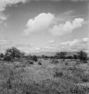 Savannenlandschaft : Serengeti bei Taveta, im Hintergrund Gebirge