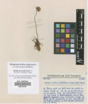 Armeria maritima (Mill.) Willd. var. halleri (Wallr.) Mansf.