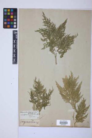 Selaginella ornata (Hook. & Grev.) Spring