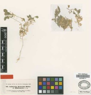 Aubrietia kotschyi Boiss. & Hohenack. [type]