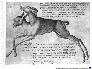Dises Hieunten Vermeldte Wildt, Hat Der Durchleuchtig Hochgeborn Furst Und Herr, Herr Ioachim Ernst Marggrave Zu Brandenburg, Herzog In Preussen & Als Ire. F.D. Den Ersten Schus, Nach Des Auch Durchleuchti: Hochgebornen Fursten Und Herrn, Herrn Jorg Friderichen Marggraven Zu Brandenburg &. Christseeliger Gedechtnus Tödlichen Abgang, Gethan An Dem Tag Und Ort Wie Dabey Zubefinden, Geschossen Adi .3. Mai. 1603. Ist Bei Onolzbach Am Stainbach Bei Ravenzell Zwischen Neun Und Zehen Uhren Vor Mittag Ain Wildt Geschossen Darinnen Dieses Abcontrafect Wildt Kalb Gefunden Worden. Welchs Gehabt. 2 Hertz. 2. Lebern. 2. Lungen. 2. Miltz. 2 Magen Doch Nur 4 Fues Und Einen Ausgang