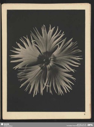 Dianthus plumarius - Federnelke (8mal vergrößert)