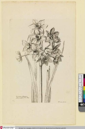 Narcissus Africanus flauus polyanthos Clus