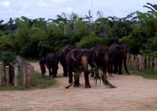 Thailand. Bangkok. Touristische Vorführung von Arbeitselefanten. Elefanten, wohl auf dem Weg zur Vorführung