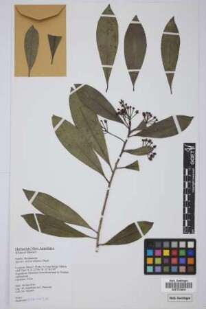 Ardisia elliptica Thunb.