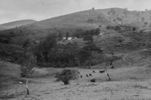 Landschaft : Weidende Rinder in einer Landschaft
