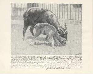 Anoa-Kuh mit Kalb
