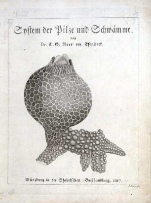 [Tafelbd]: System der Pilze und Schwämme