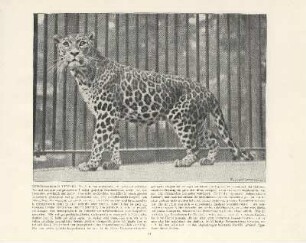 Vorderindischer Leopard
