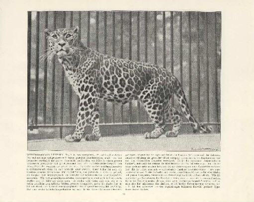Vorderindischer Leopard