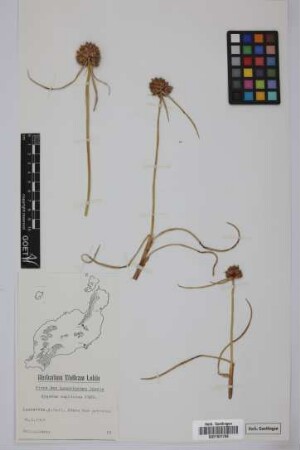 Cyperus capitatus Vand.