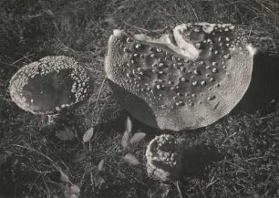 Pilze. Fliegenpilz (Amanita muscaria)