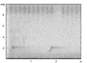 Ziegenmelker | Caprimulgus europaeus - Flugruf