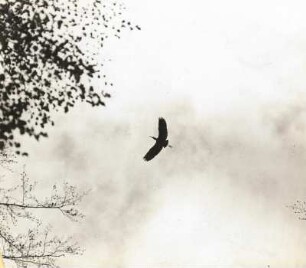 Graureiher (Fischreiher, Ardea cinerea L.), Flugbild