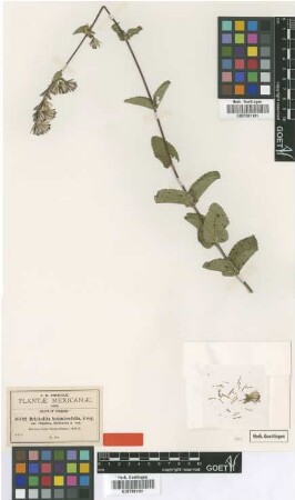 Brickellia betonicifolia A.Gray var. elliptica Robins.[type]