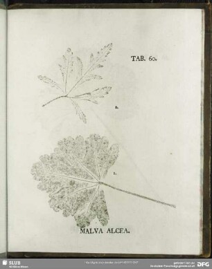 Tab. 60. Malva Alcea. (Fellrißmalve)