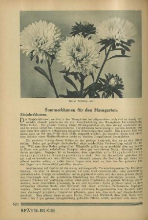 Sommerblumen für den Hausgarten