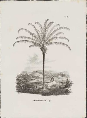 Tab. 91. Maximiliana regia.