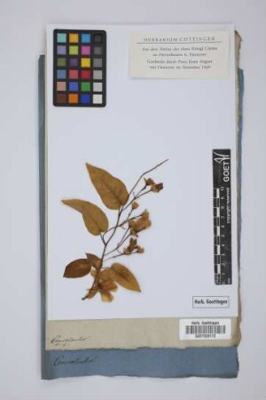 Convolvulus