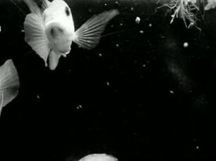 Tilapia galilaea (Cichlidae) - Brutpflege