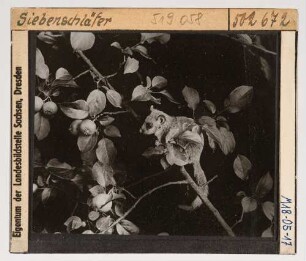 Siebenschläfer (Glis glis)