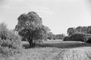 Spreewald um 1940. Heuschober auf den Wiesen. : Błóta wokoło 1940. Synowe kopjena ,,Stogi" na łukach.