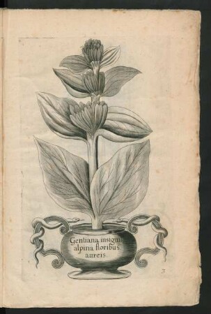 Gentiana insignis alpina