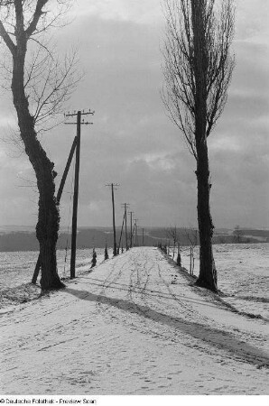 Eine verschneite Straße, von Bäumen und Strommasten gesäumt