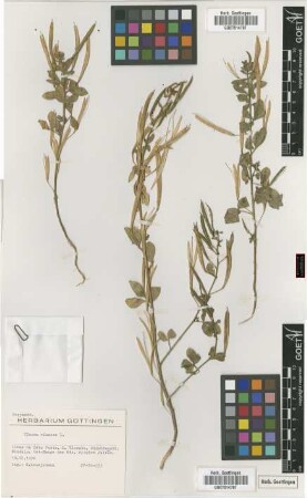 Cleome viscosa L.