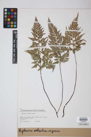 Asplenium adiantum-nigrum L.