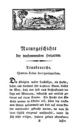 Traubeneiche. Quercus Robur brevipedunculum.