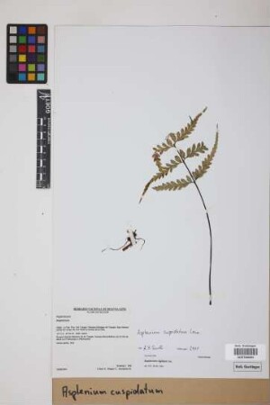 Asplenium cuspidatum Lam.
