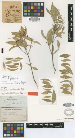 Malpighia glabra L. var. lancifolia Nied.