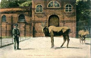 Leipzig, Zoologischer Garten: Elen-Antilopen