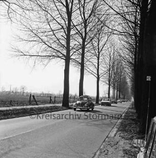 Großensee: Pappelallee: darauf Pkws: links Wiesen: rechts Büsche