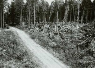 Moritzburg-Radeberger Platte: Massenei bei Arnsdorf. Starke Sturmschäden im Kiefern- und Fichtenstangenbestand 4.VII.1929