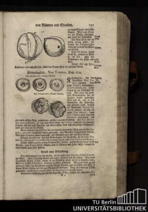 Cap. 104. Kraeenaeuglein, Nux Vomica.