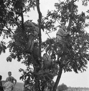 Wessin - ein Dorf in Mecklenburg. Schuljungen auf einem Baum
