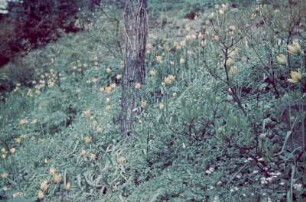 Schloss Eckberg, Park : Alpinum am Elbhang mit Tulpen (Tulipa sp.), Schloss Eckberg, Park