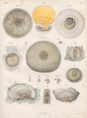 Embryogenese beim Menschen