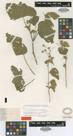Abutilon anderssonianum Garcke [isotype]
