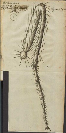 Illustration 10: Fig. VIIII. Obs. V.