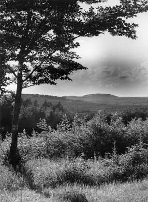 Landschaftsausschnitt im Pfälzer Wald