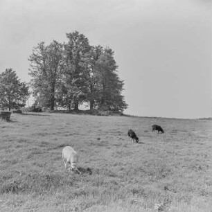 sieben Linden, Steinigtwolmsdorf, Hohwaldschänke