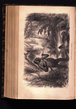 Hunter killed by a Gorilla.