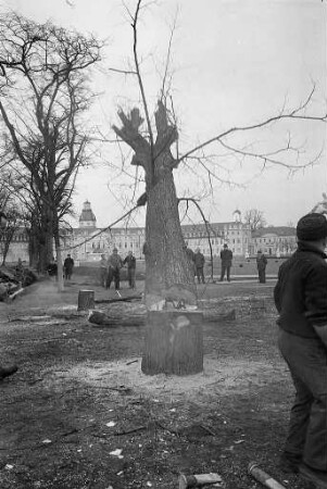 Abriss von 23 kranken Linden am Schlossplatz.